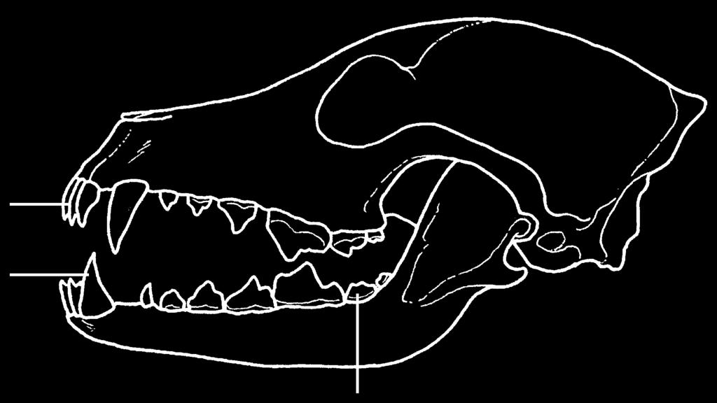 8. (a) The diagram shows the skulls of two mammals.