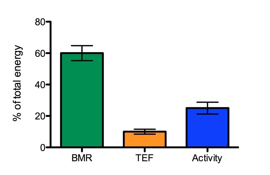 Components of energy expenditure: Basal Metabolic Rate (BMR): energy needed for basic function Thermal effect of food