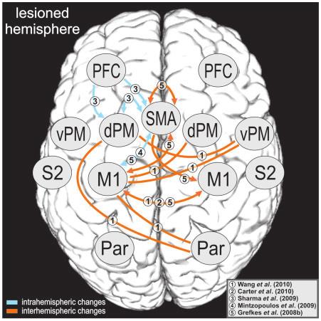1272 Brain 2011: 134; 1264 1276 C. Grefkes and G. R. Fink Figure 3 Synopsis of altered connectivity between cortical areas after stroke.