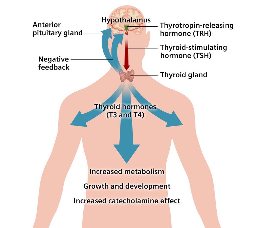 Thyroid Hormones are Essential Alters gene expression, protein production. Regulates metabolism proteins, fats, carbohydrates.