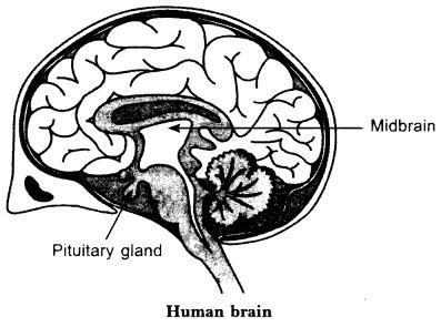 38. (a) How is brain protected from injury and shock? (b) Name two main parts of hind brain and state the functions of each. (a) Brain is covered by a three layered membrane called meninges.