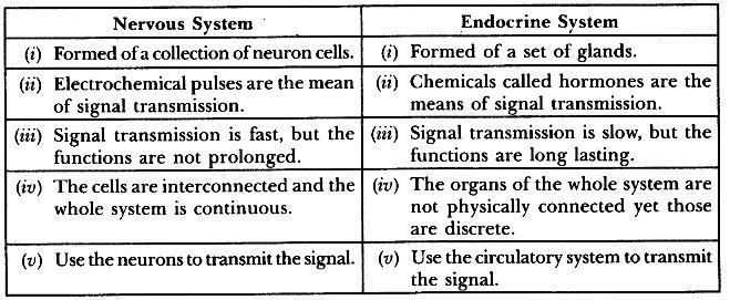 Synapse is the junction between two adjustment neuron or nerve cells, i.e. between axon ending of one and the dendrite of the next. Transmission of Nerve Impulse.