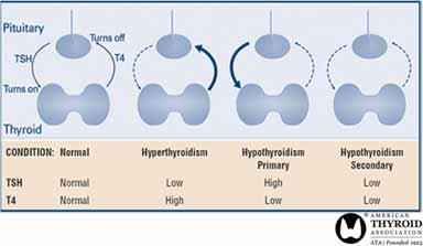 Introduction Interpretation of thyroid function tests in older adults is difficult due to: age-dependent physiological changes in thyroid function coexistent chronic illness and polypharmacy 1-4