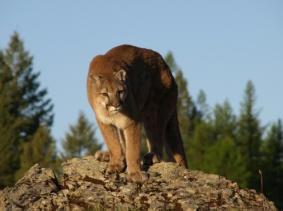 Mountain Lion Predators like the mountain lion are often because they control the populations of other species such birds.