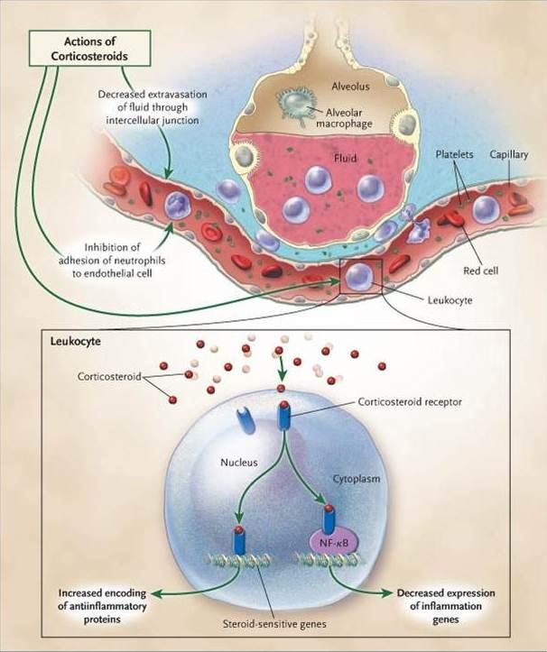 Pathways of the Inhibition of Inflammation by