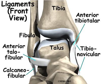 They are the anterior talofibular ligament (ATFL), the calcaneofibular ligament (CFL), and the posterior talofibular ligament (PTFL).