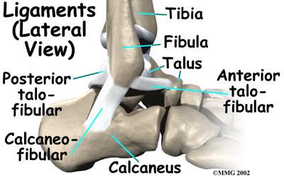 The term sprain signifies injury to the soft tissues, usually the ligaments, of the ankle.