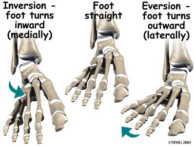 foot. This forces all the pressure of your body weight onto the outside edge of the ankle. As a result, the ligaments on the outside of the ankle are stretched and possibly torn.