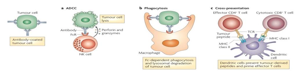 phagocytosis (ADCP) assay se ng up Macrophage Cells