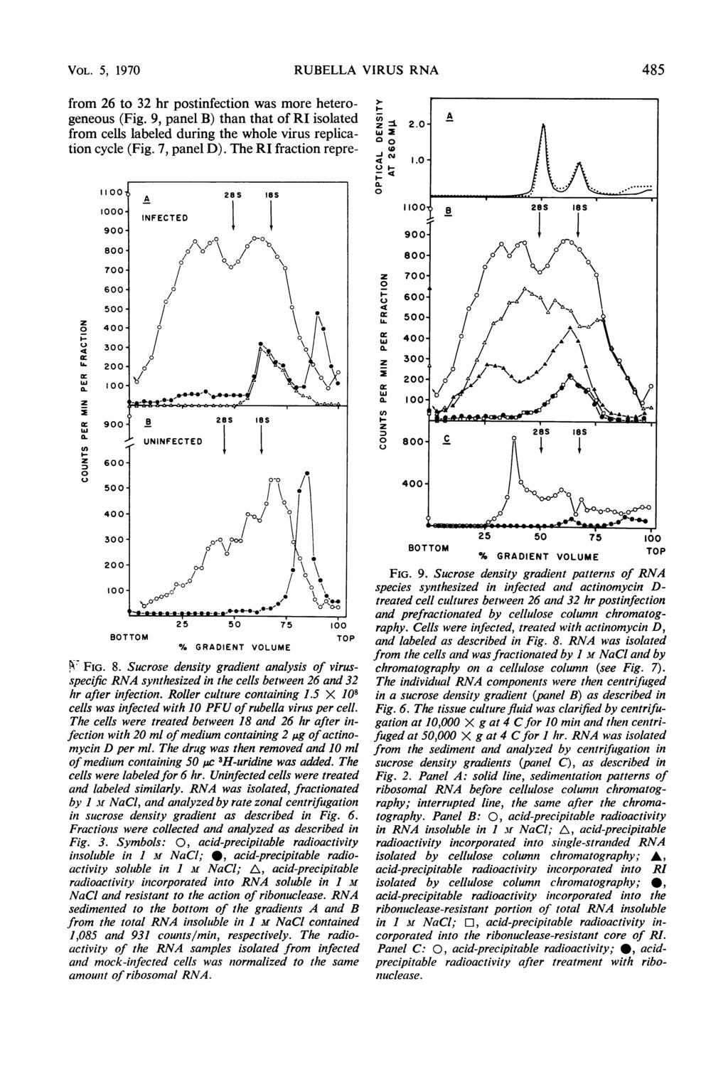 VOL. 5, 197 RUBELLA VIRUS RNA 485 11 A 28S l8s 1 9/.l,- ' 8 / \ 7 6- / from 26 to 32 hr postinfection was more heterogeneous (Fig.