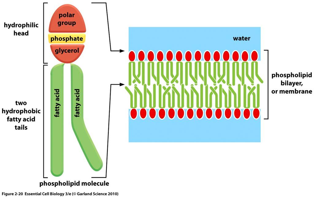Membrane lipids are arranged in bilayers Why?