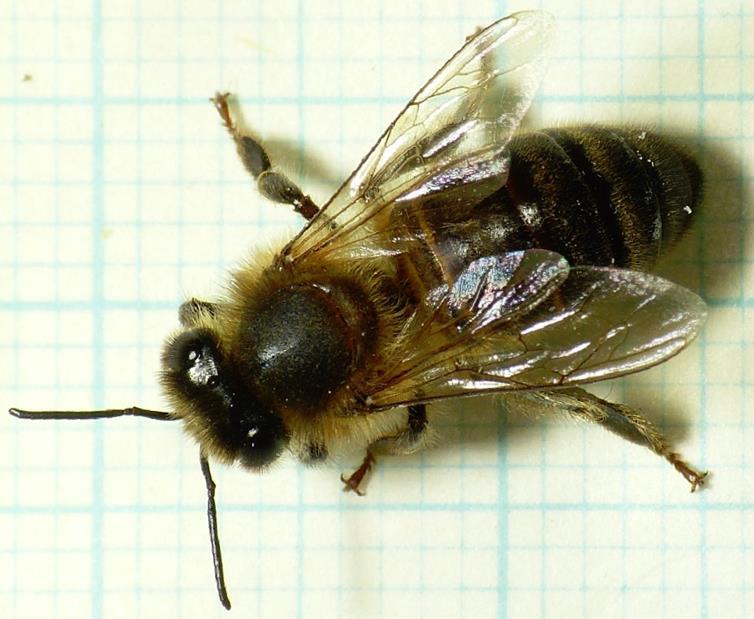 Contact exposure assessment Spray applications Linked with the mass of substance to which forager bees are