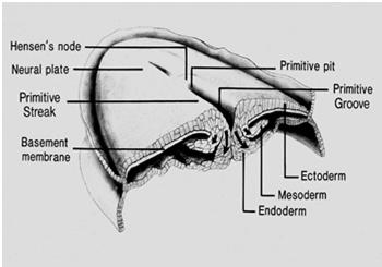 Embryology of the Nervous System: Gastrulation Primitive streak elongates from caudal to cranial end (POD 13-16)