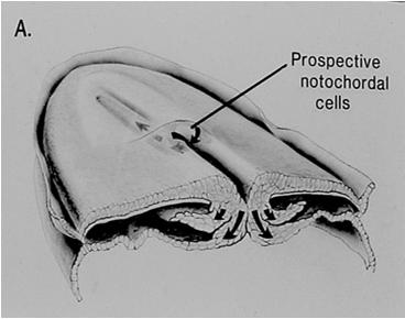 mesoderm cells Embryology of the Nervous System: Gastrulation Hensen s node at cranial end of the primitive streak
