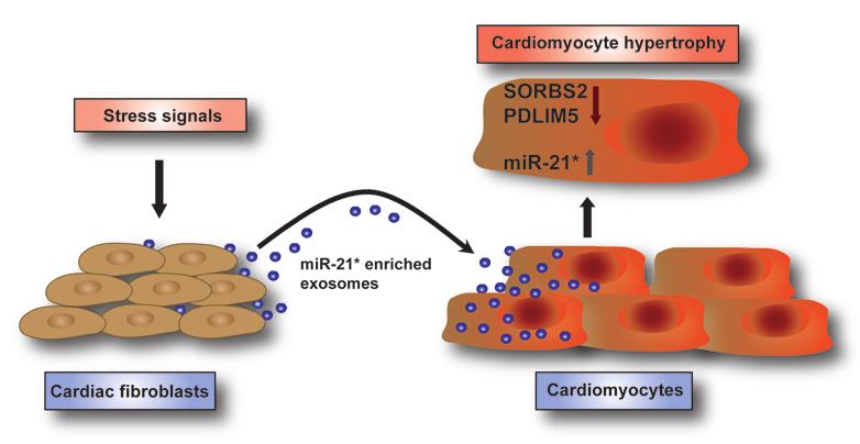 Figure 6 mir-21* acts as a paracrine signaling mediator during fibroblast-derived cardiomyocyte hypertrophy.