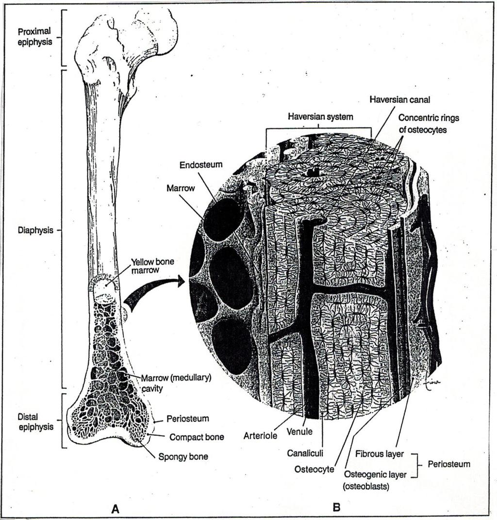 inorganic substances found in bone. Together, the combination of organic and inorganic substances makes bone both flexible and able to withstand weightbearing stresses (Figure 1)