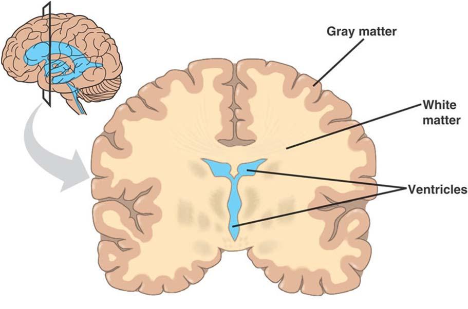 Central nervous system two types of tissue: Gray matter: carries sensory information from grey matter cells and sensory organs