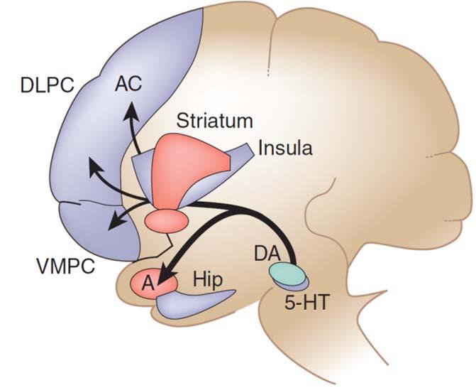 Cognitive impairments in Addiction Impulsive system Immediate reward Brain regions: striatum (putamen, caudate nucleus), amygdala Reflective system Long-term consequences Brain