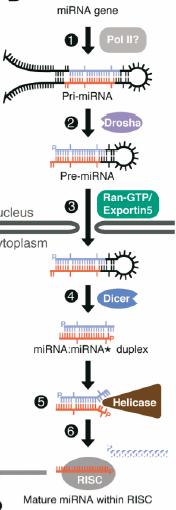 mirna transcription and maturation For Metazoan mirna: Nuclear gene to pri-mirna(1); cleavage to mirna precursor by Drosha RNaseIII(2); actively (5 -p, ~2nt 3 overhang) transported to