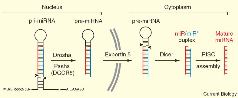 MicroRNA biogenesis and mode of action Encoded in the genome Transcribed from DNA as pri-microrna Processed into pre-microrna in the cell nucleus In the cytoplasm they are processed into the
