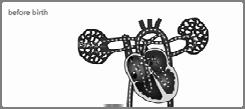 Neonatal Cardiac Review Basic Cardiovascular Principles Lyn Vargo, PhD, RN, NNP-BC Fetal Circulation Key Points of Fetal Circulation The placenta not the lung is the organ of gas exchange.