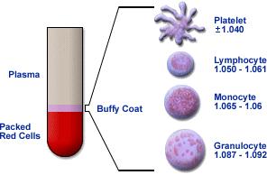 Composition of Blood ~55-60% Plasma ~40-45% Formed