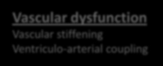 dysfunction Vascular stiffening