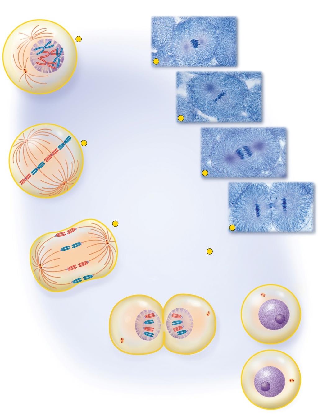 Fig. 4.16 opyright McGraw-Hill Education. Permission required for reproduction or display. 1 Prophase hromosomes condense and nuclear envelope breaks down. Spindle fibers grow from centrioles.
