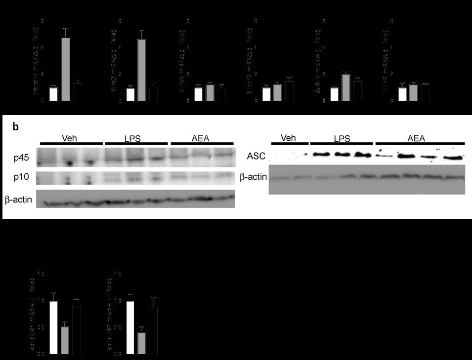 Fig. S3 Expression of various inflammasomes in islets of lean, ZDF and JD5037-treated ZDF rats.