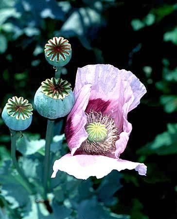 DEFINITIONS Opium Fluid obtained from the poppy plant Opiate a substance derived from opium