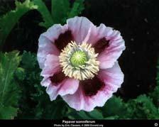 Papaver Somniferum Poppy Plant OPIATES OPIUM COMES FROM THE POPPY PLANT - PAPAVER SOMNIFERUM An
