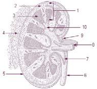 Kidney - Anatomy 1. Parenchyma 2. Cortex 3. Medulla 4. Perirenal fat 5. Capsule 6. Ureter 7. Pelvis of kidney 8. Renal vessels 9. Hilum 10. Calyx 10 Source: http://training.seer.cancer.
