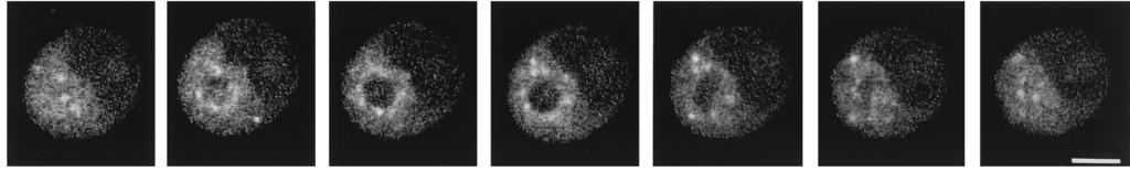 8582 BOLTEN ET AL. J. VIROL. FIG. 4. FISH for minus-strand detection in a series of optical sections, spaced 0.4 m apart, through an infected cell at 2.75 h p.i. Minus-strand RNA is found in single spherical granules of approximately 0.