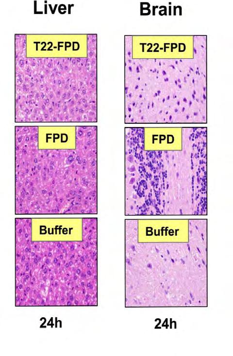 Lack of histopathological damage by T22-FPD in