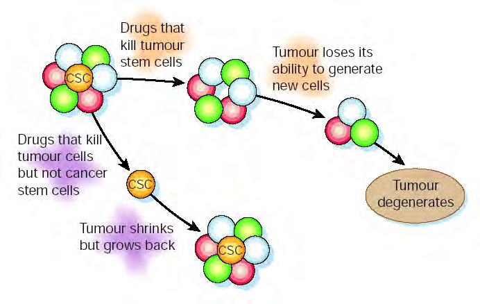 MetsSCs Metastatic Stem Cells Cancer