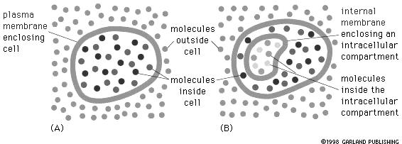 Chapt. 11, Membrane Structure Functions of cell membrane 1 Chapt.