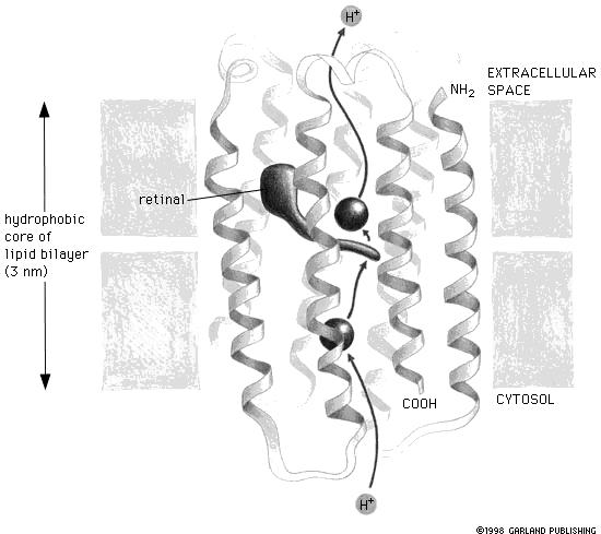 The complete structure is known for relatively few proteins. Difficulties in determining structure. Examples of membrane proteins where the structure is known. Bacteriorhodopsin (Fig. 1128). 43 Fig.