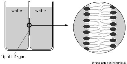 Figs. 1112, 1114 13 Lipid bilayers are said to be fluid. What do we mean by fluid? The potential types of phospholipid mobility. Fig 1115.