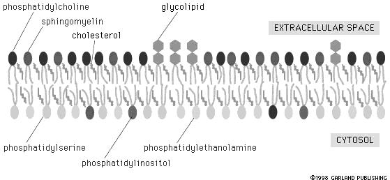 cytosolic and noncytosolic 20 Fig. 1119 The bilayer is asymmetrical.