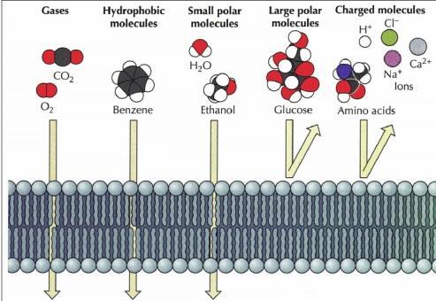 Simple Permeability Small non-polar molecules rapidly pass through membrane Very small