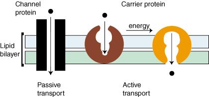 Transport Proteins Transmembrane proteins can provide channels for hydrophilic ions and molecules