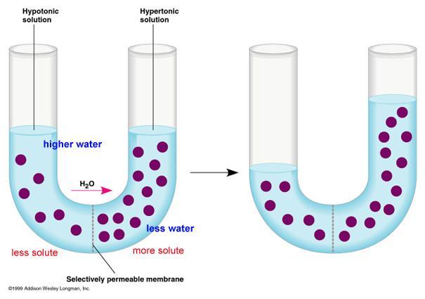 Osmosis If solutes cannot pass through the membrane, water will to create equilibrium Water moves from