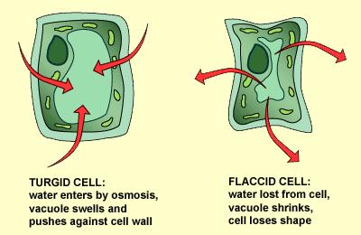 Plant Cell Walls Hold Water Plant cells