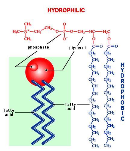 Amphipathic Molecules Have both hydrophilic and hydrophobic