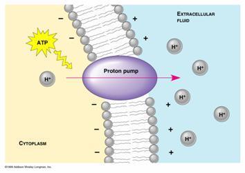Active Transport Some transport proteins pump molecules against their