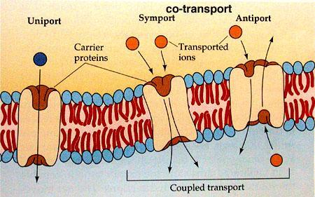 Cotransport Cotransporter proteins use the energy of one molecule
