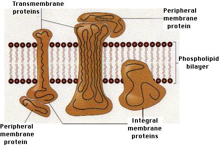 Proteins in the Membrane Integral proteins found on the inside A transmembrane protein spans the entire