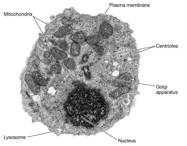 Cell Overview (Electron microscope) With the advent of transmission electron microscopy, superior resolution, and higher magnification of cells, the examination of the contents of the