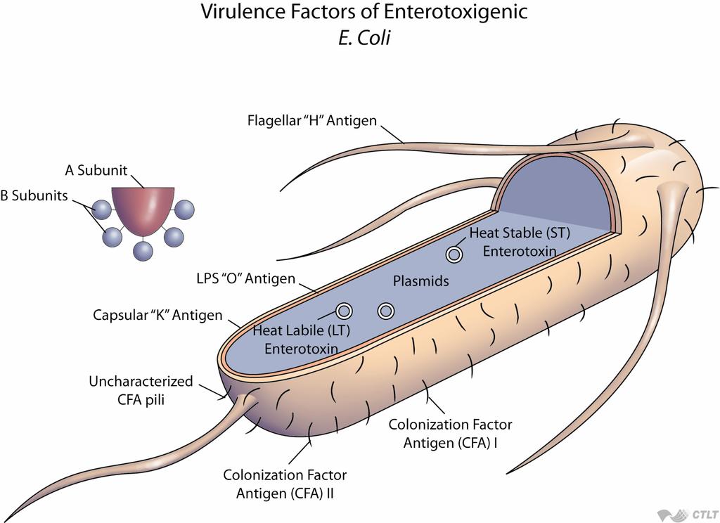 Virulence Factors of