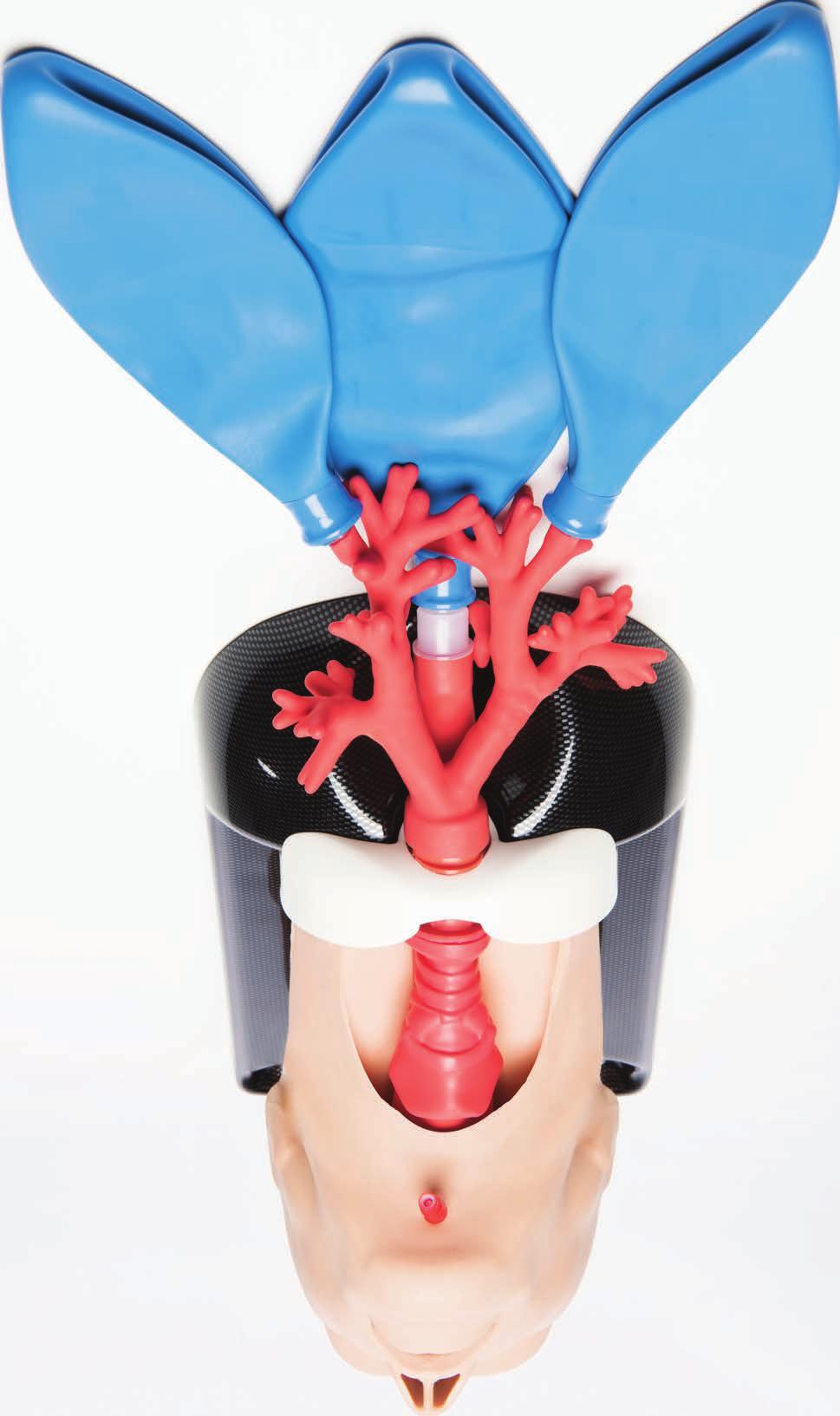 AIRSIM COMBO X The AirSim Combo X features the AirSim X Airway, nasal passage, an anatomically accurate simulated cricoid, laryngeal cartilages and palpable tracheal rings.